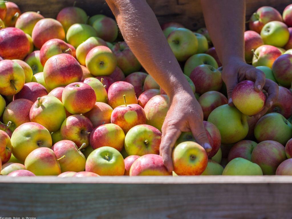 អំពីផលវិបាកនៃការប្រើប្រាស់បូណាស់ក្នុងសង្គមទំនើប