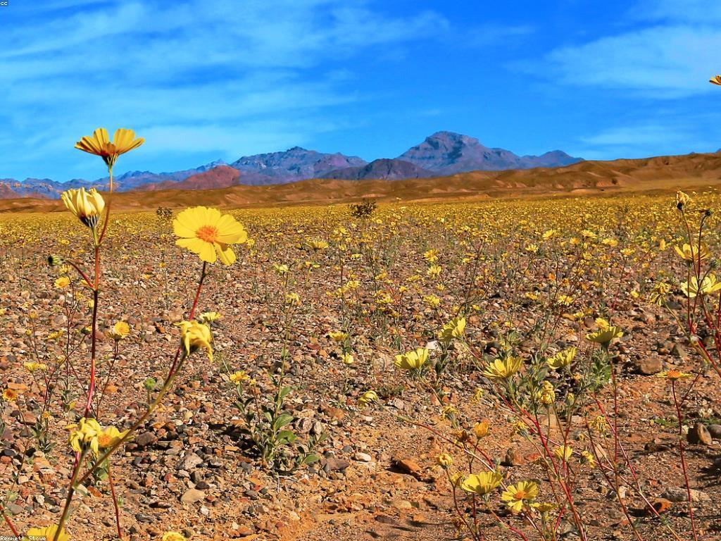 អត្ថប្រយោជន៍នៃបូណាស់ចំពោះសុខភាពផ្លូវចិត្ត