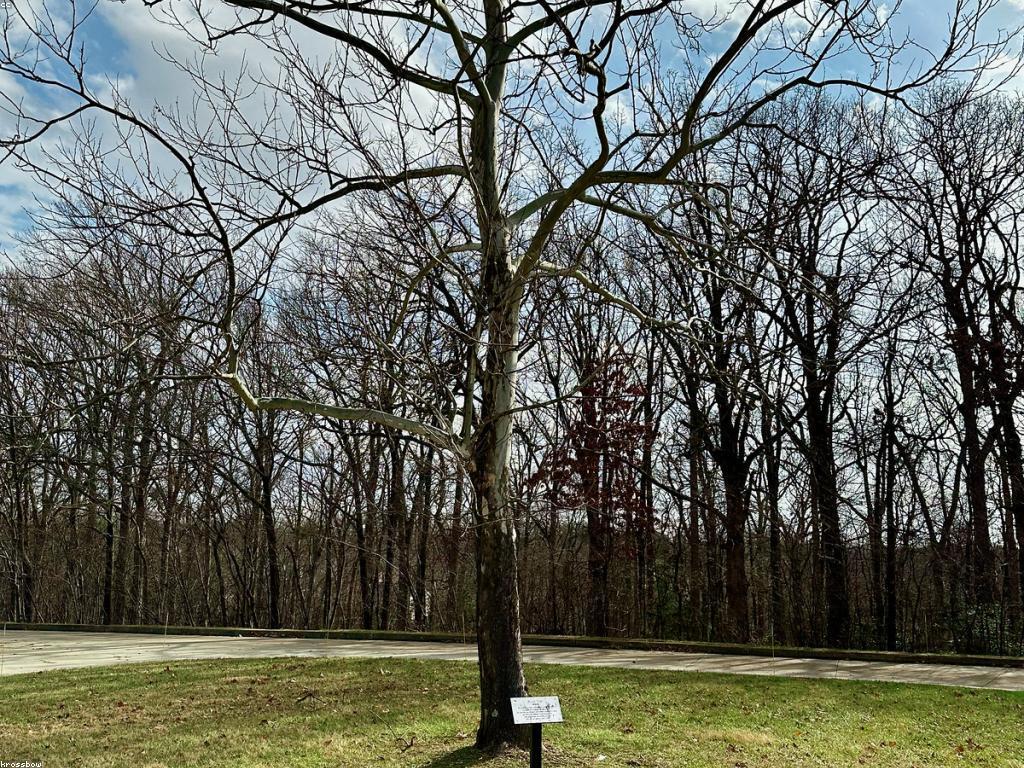 អត្ថប្រយោជន៍នៃបូណាស់ក្នុងការអប់រំ